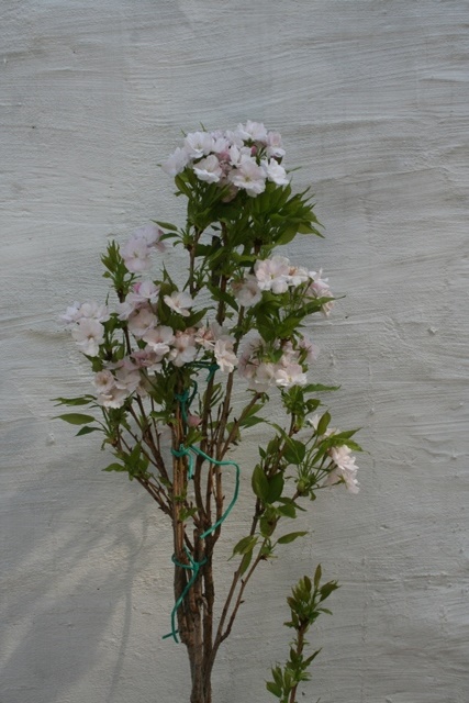 prunus japonica amanogawa
